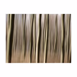 Planete Discount PD13168-350-270 papier-peint Papier peint non tissé Crème, Gris