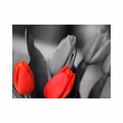 Papier peint intissé Fleurs Tulipes rouges sur fond noir et blanc - PD13588-400-309