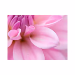 Papier peint intissé Fleurs Pétales de fleur - dahlia - PD13589-400-309