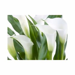 Planete Discount PD13590-250-193 papier-peint Papier peint non tissé Vert, Blanc