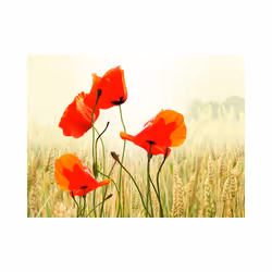 Papier peint intissé Fleurs Inspiré par la beauté du coquelicot - PD13591-400-309