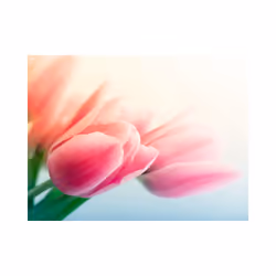 Papier peint intissé Fleurs Printemps et tulipes - PD13592-400-309