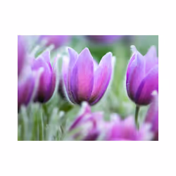 Planete Discount PD13593-200-154 papier-peint Papier peint non tissé Vert, Violet