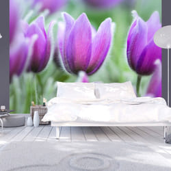 Papier peint intissé Fleurs Tulipes violettes au printemps - PD13593-400-309