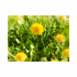 Planete Discount PD13594-250-193 papier-peint Papier peint non tissé Vert, Jaune