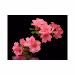 Papier peint intissé Fleurs Azalea in Black - PD13595-400-309