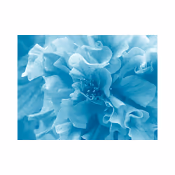 Papier peint intissé Fleurs Blue azalea - PD13597-400-309