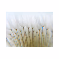 Planete Discount PD13598-350-270 papier-peint Papier peint non tissé Beige, Bleu, Blanc