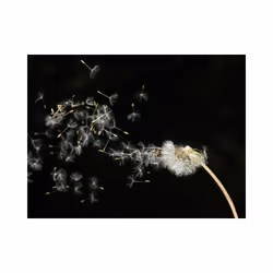 Planete Discount PD13599-200-154 papier-peint Papier peint non tissé Noir, Crème, Blanc