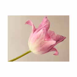 Papier peint intissé Fleurs Pink tulip - PD13601-400-309