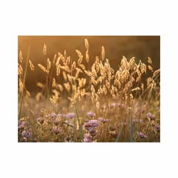 Papier peint intissé Fleurs Awakening ceral field - PD13602-400-309