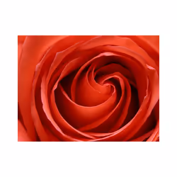 Planete Discount PD13603-350-270 papier-peint Papier peint non tissé Noir, Rouge
