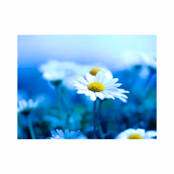 Papier peint intissé Fleurs Marguerite sur une prairie bleue - PD13604-400-309