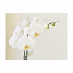 Planete Discount PD13608-300-231 papier-peint Papier peint non tissé Crème, Blanc