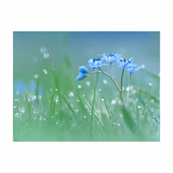 Papier peint intissé Fleurs Prairie dans la lumière du matin - PD13609-400-309