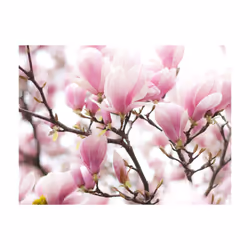 Papier peint intissé Fleurs Branche de magnolia en fleurs - PD13611-400-309