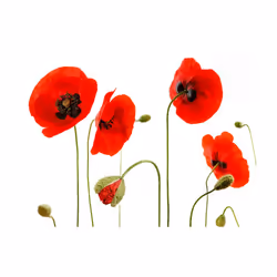 Papier peint intissé Fleurs Souvenirs d'été : coquelicots - PD13612-400-309