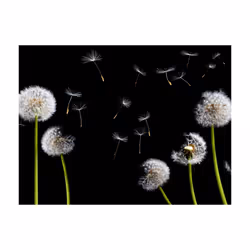 Papier peint intissé Fleurs Pissenlits au vent - PD13613-400-309