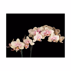 Papier peint intissé Fleurs Orchidée en fleurs - PD13614-400-309