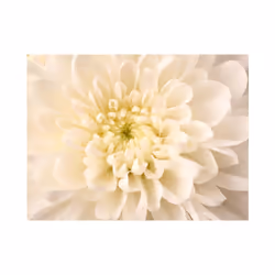 Papier peint intissé Fleurs Dahlia blanc - PD13616-400-309