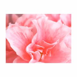 Papier peint intissé Fleurs Fleurs roses de l'azalée - PD13617-400-309