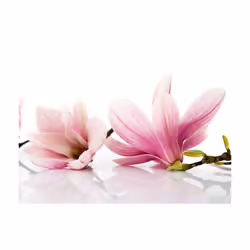 Papier peint intissé Fleurs Fleur de magnolia - PD13618-400-309