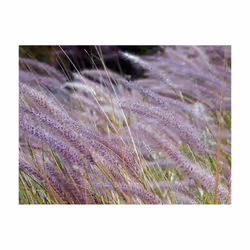 Papier peint intissé Fleurs Dans un champ d'herbes folles - PD13619-400-309