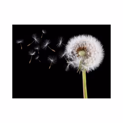Papier peint intissé Fleurs Vent et pissenlit - PD13621-400-309