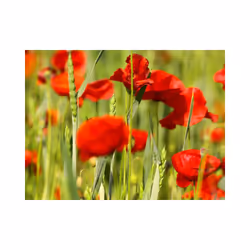 Papier peint intissé Fleurs Coquelicots dans le champ de blé - PD13623-400-309