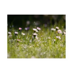 Papier peint intissé Fleurs Marguerites et la rosée du matin - PD13624-400-309
