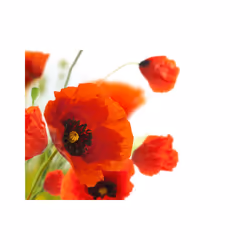 Papier peint intissé Fleurs Poppies on the wihite background - PD13625-400-309