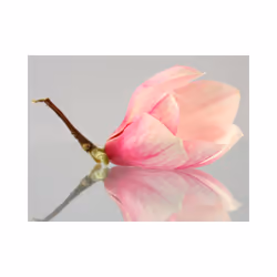 Planete Discount PD13627-350-270 papier-peint Papier peint non tissé Crème, Rose, Blanc