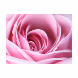 Papier peint intissé Fleurs Rose rose - PD13628-400-309
