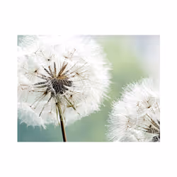 Papier peint intissé Fleurs Deux pissenlits - PD13629-400-309