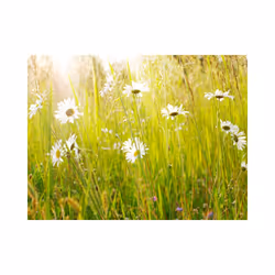 Papier peint intissé Fleurs Champ de marguerites - PD13630-400-309
