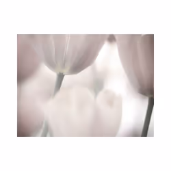 Papier peint intissé Fleurs Tulips fine art - black and white - PD13631-400-309
