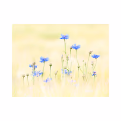 Planete Discount PD13632-350-270 papier-peint Papier peint non tissé Bleu, Crème