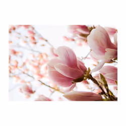 Papier peint intissé Fleurs Magnolia rose - PD13635-400-309