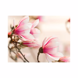 Papier peint intissé Fleurs Branch of magnolia tree - PD13636-400-309