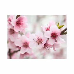 Papier peint intissé Fleurs Cerisier en fleurs avec petites fleurs roses - PD13637-400-309