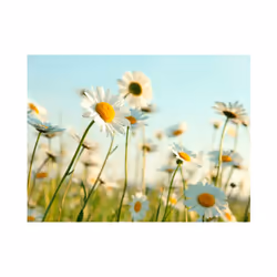 Papier peint intissé Fleurs Marguerites - prairie de printemps - PD13640-400-309