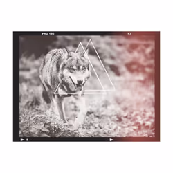 Papier peint intissé Animaux loup - photographie - PD13297-400-309