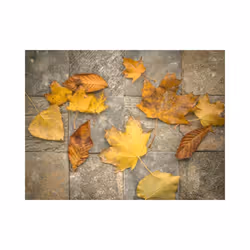 Papier peint intissé Paysages Signes avant-coureurs de l'automne - PD14480-400-309