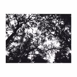 Papier peint intissé Paysages Bleak forest - PD14483-400-309