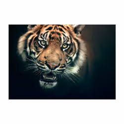 Papier peint intissé Animaux Tigre du Bengale - PD13310-400-309