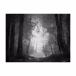Papier peint intissé Paysages Forest of shadows - PD14486-400-309