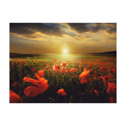 Papier peint intissé Fleurs Morning on the poppy meadow - PD13641-400-309