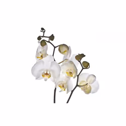 Papier peint intissé Fleurs Shyness - PD13645-400-309