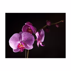Papier peint intissé Fleurs de bon goût orchidée - PD13646-400-309
