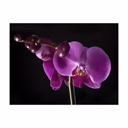 Papier peint intissé Fleurs élégant orchidée - PD13647-400-309